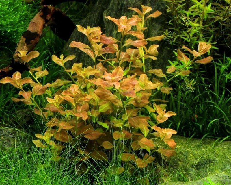 36 plus stems ludwigia ovalis plants