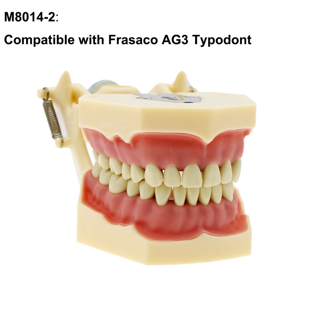 Frasaco AG3 Type Dental Restorative Prep Typodont Model 32Pcs Removable Teeth