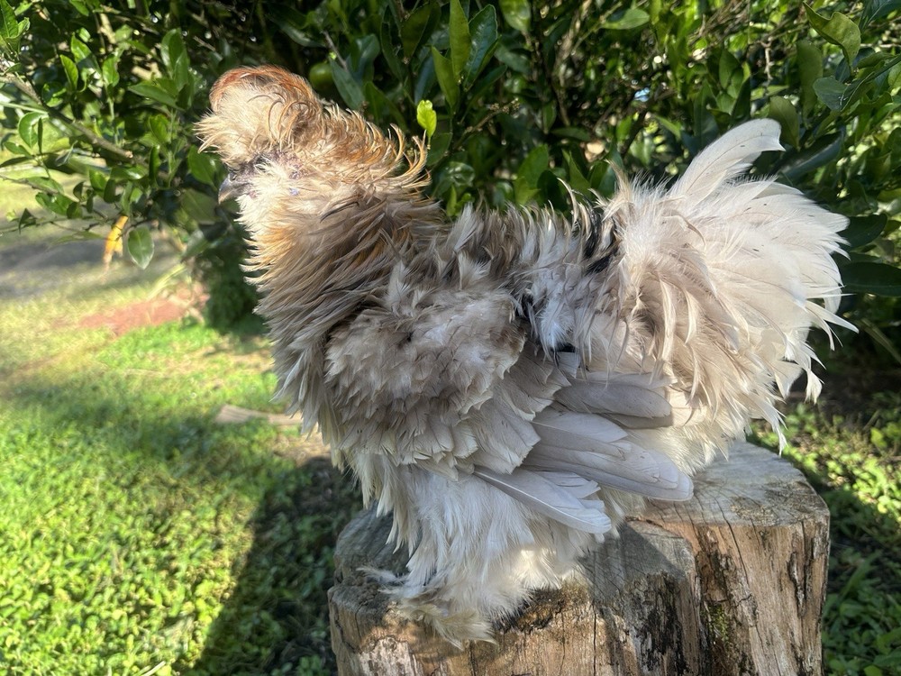 7 Silkie Show Quality Hatching Eggs (hens Choice)