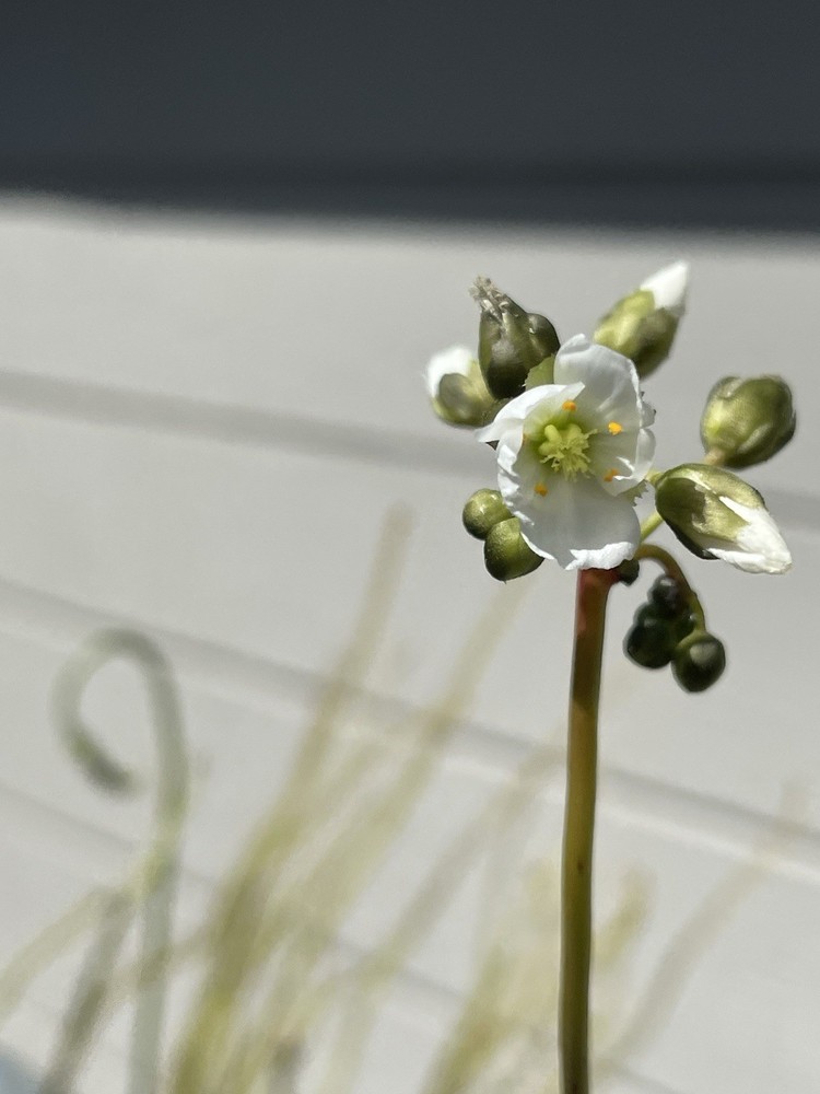 Seeds-Drosera Binata, “Red”, Forked Leaf Sundew, Small Form, Carnivorous Plant.