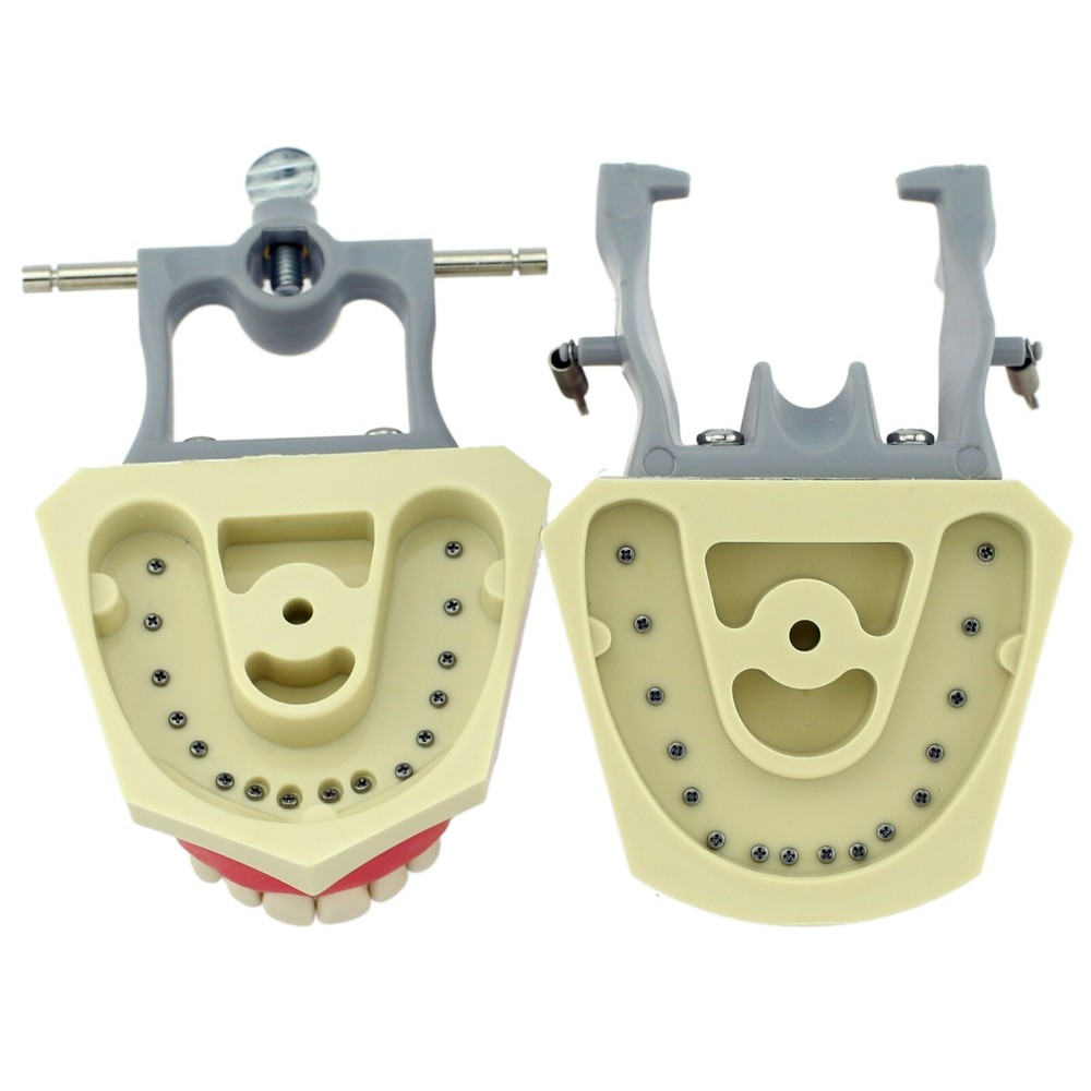 Columbia 860 Type Dental Typodont Model 32pcs Removable Teeth Soft Gingiva CDCA