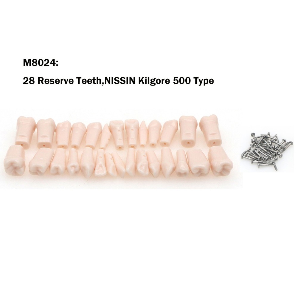 US 28/32Pcs Removeable Teeth Fits Kilgore NISSIN 200/500 Type For Teaching Study