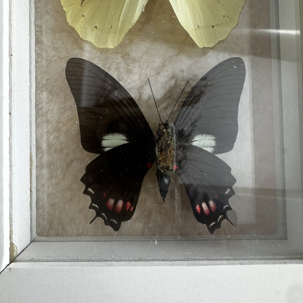 Real Framed Butterfly Specimen Display Shadow Box Swallowtail Entomology Art