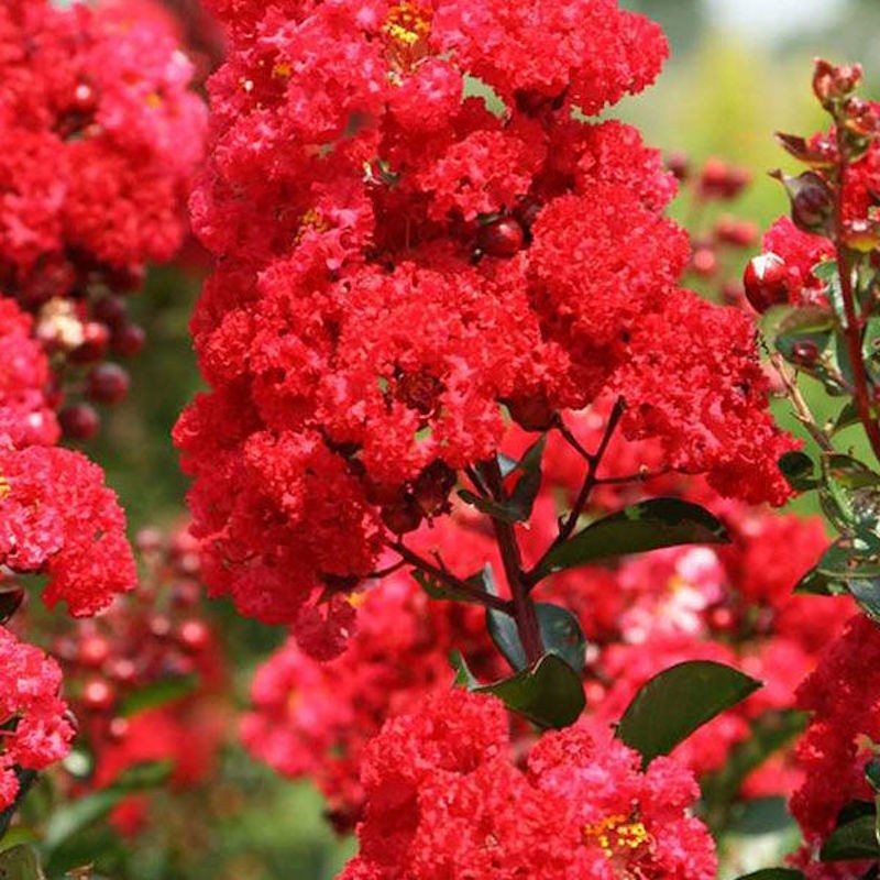 5 Red Crape Myrtle 12-18" Tall Starter Shrub Bare Root