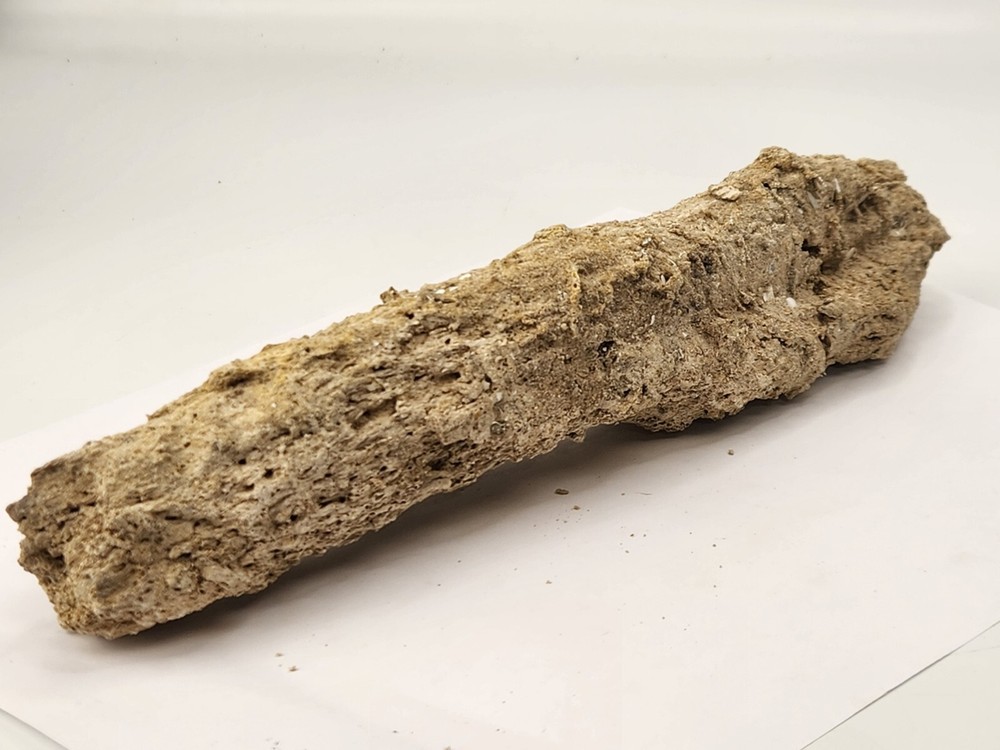 Petrified Wood Section - Florida