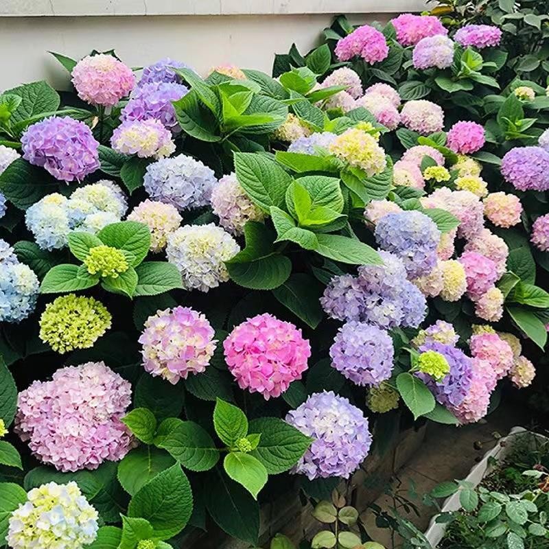 50 Hydrangea Mix / Long Lasting Perennial Flower Seeds-