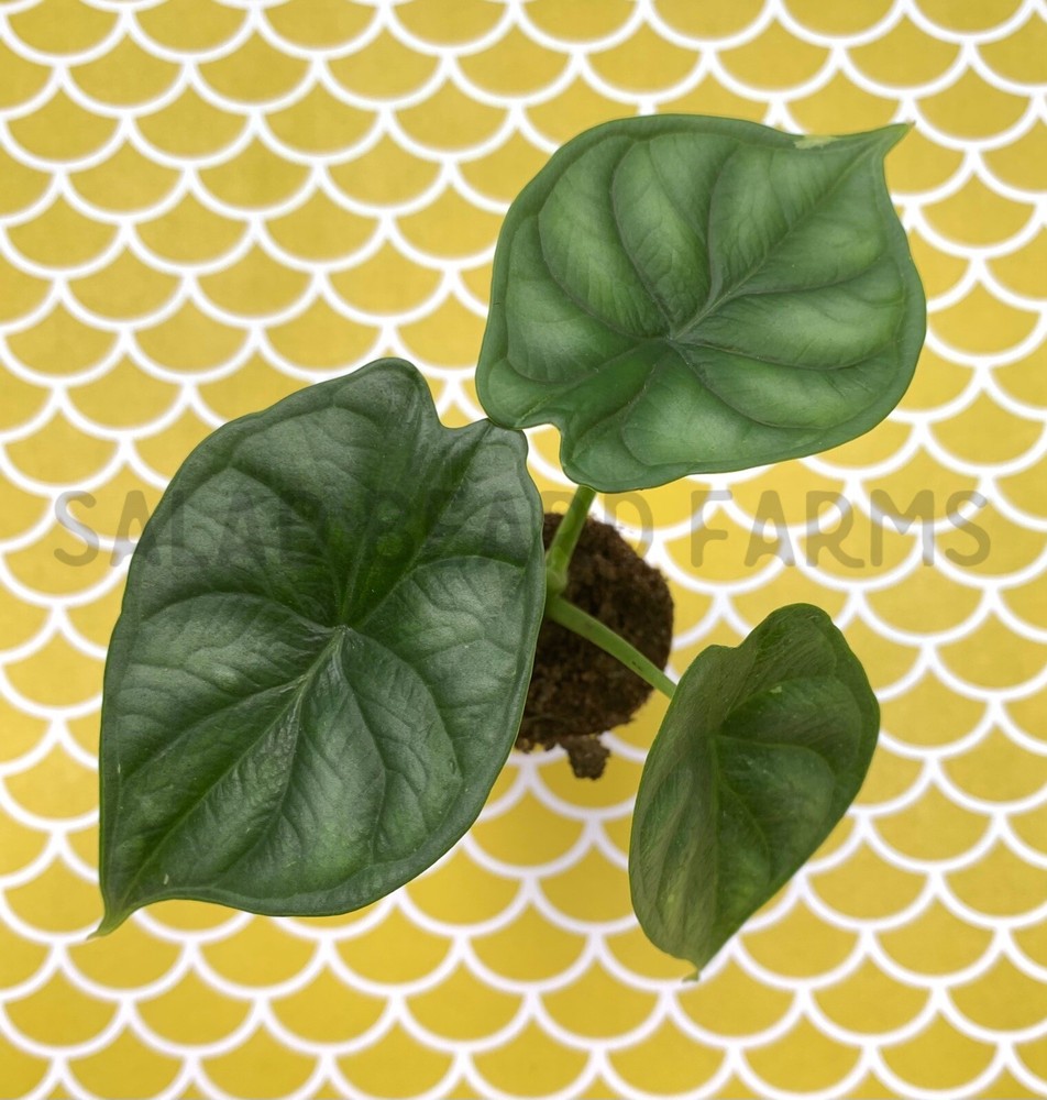 Alocasia 'Dragon Scale' starter plant