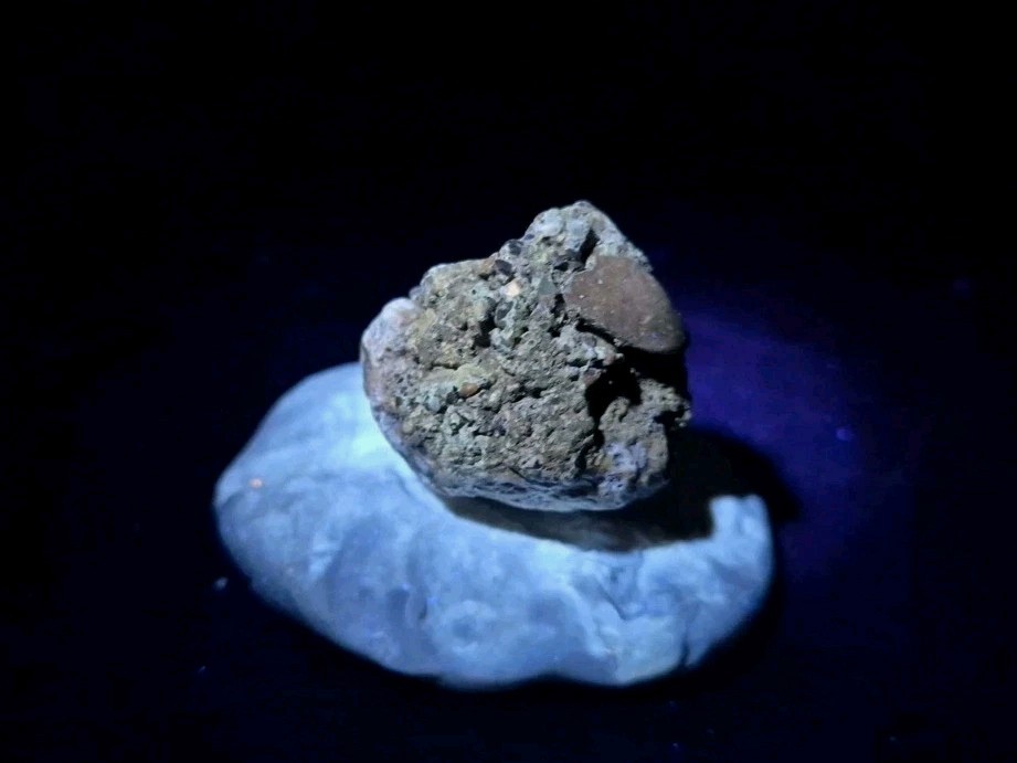 Real Fossil Dinosaur Egg Embro Permineralized Uv Reactive