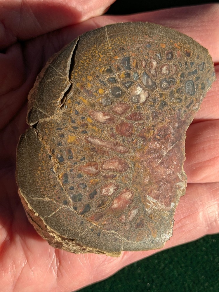 UV * Super Nice Dinosaur Bone * Rough *