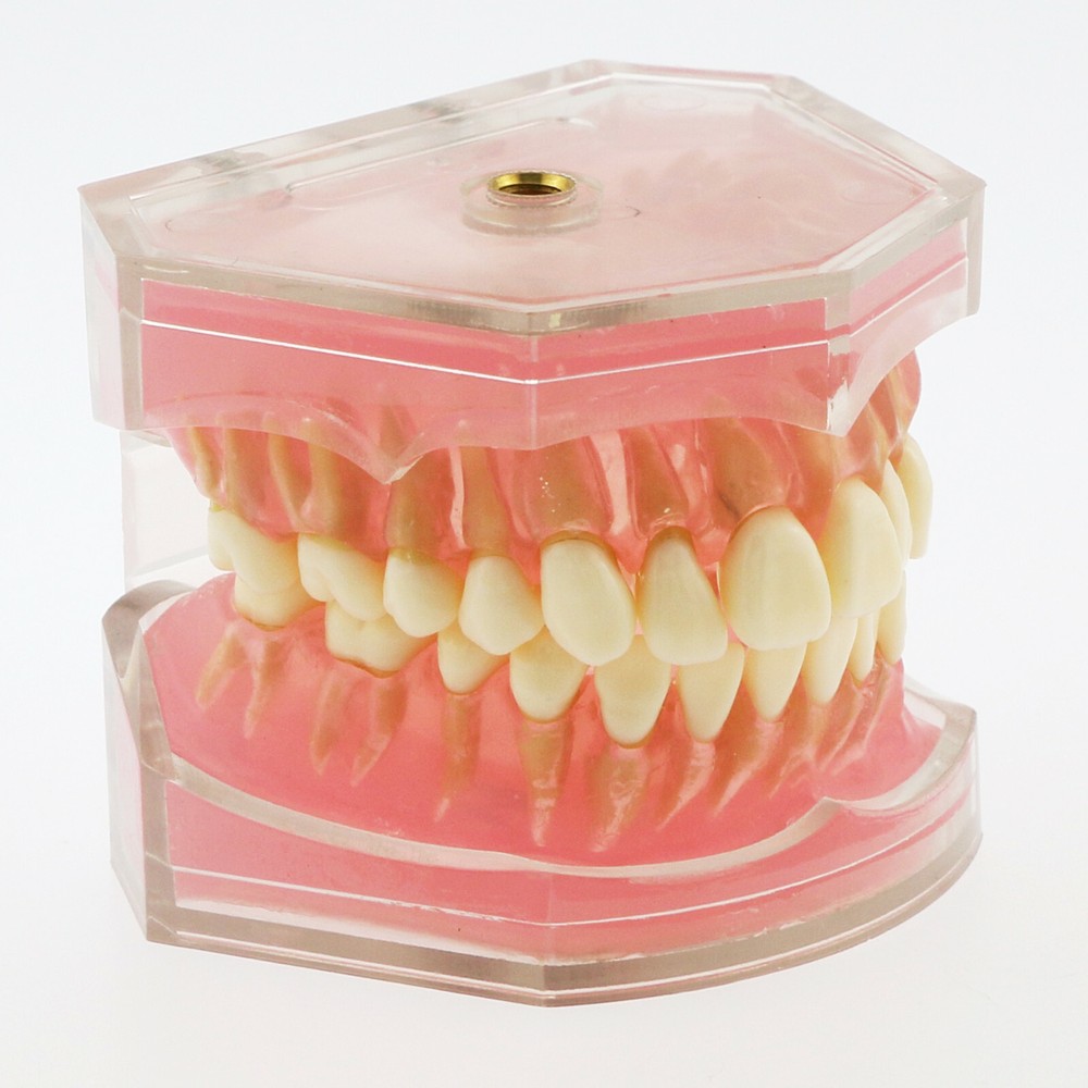 US Dental Typodont Model Standard Removable Teeth M7008 with Simulation Cheek