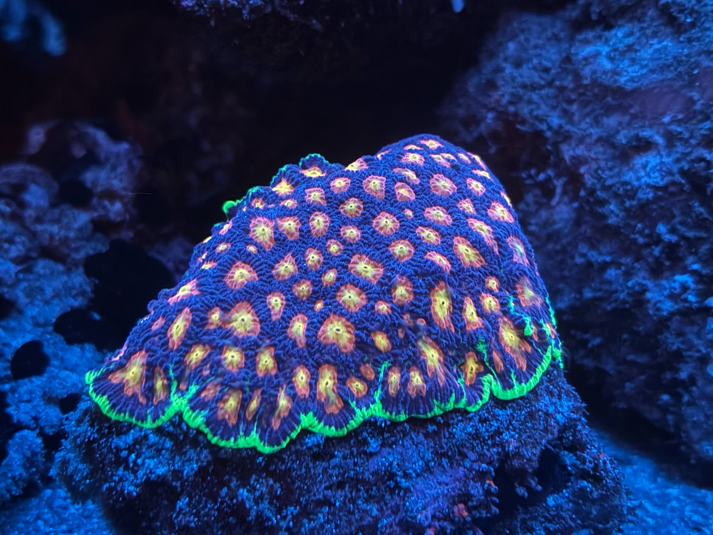 Rubidium 120 mL - Trace Element for Saltwater Aquariums