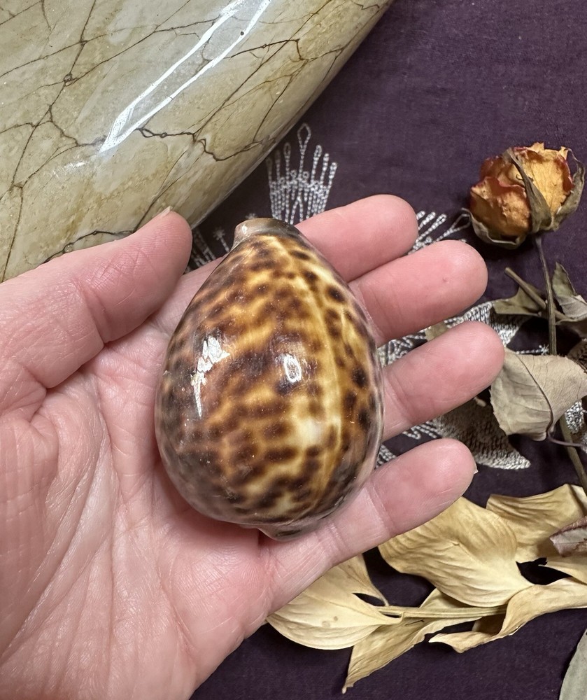 2.5 - 3 Inch Tiger Cowrie Shell, Divination, Metaphysical