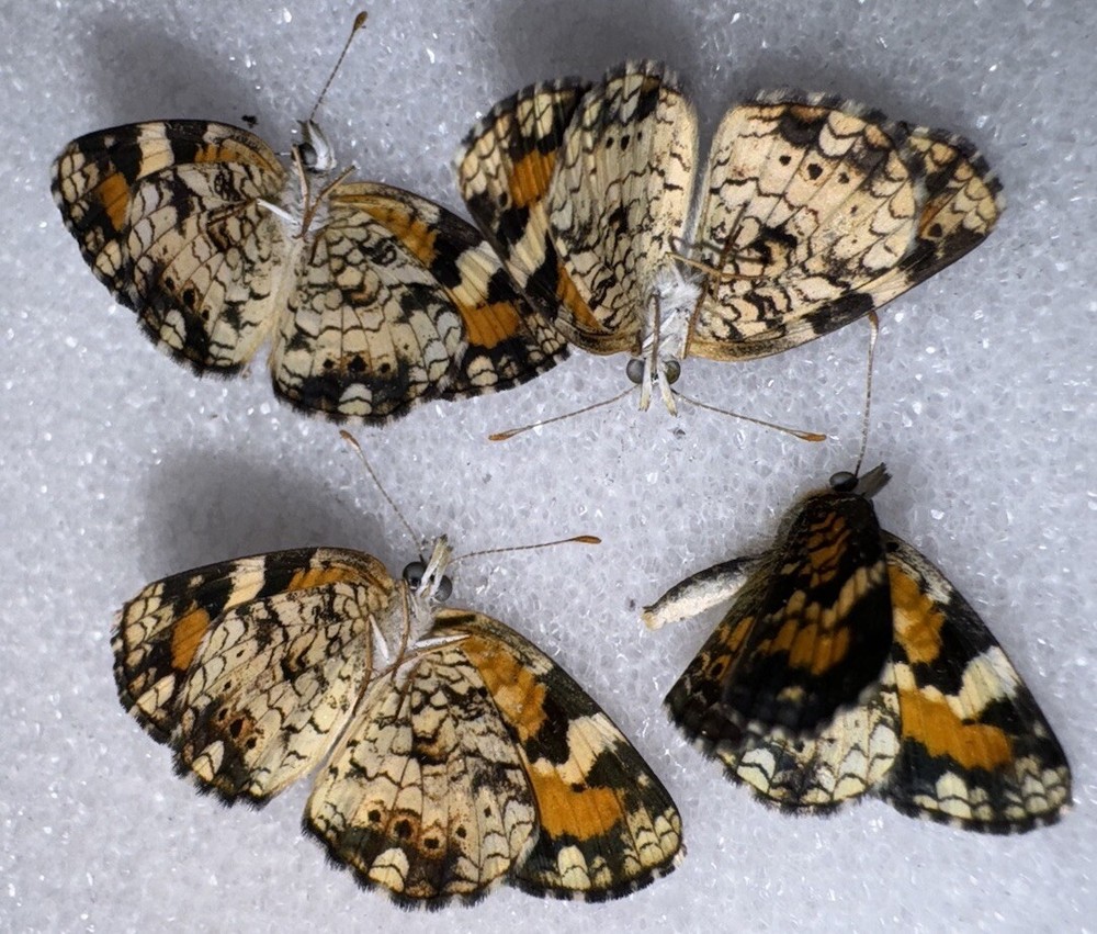 4 Male FARM RAISED PHAON CRESCENT BUTTERFLY - Phyciodes phaon A-1