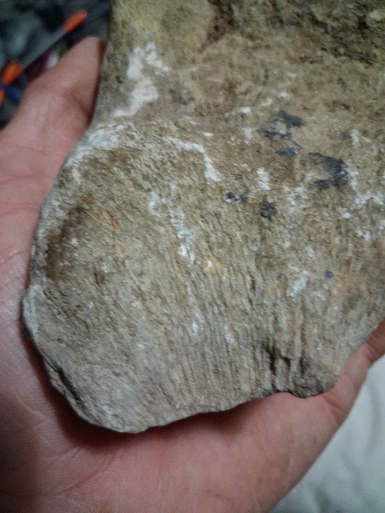 Fossil Bone Dinosaur