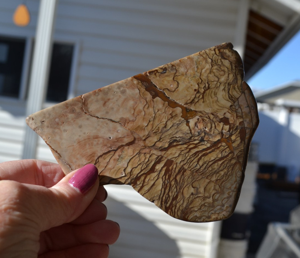 Biggs Jasper polished slab
