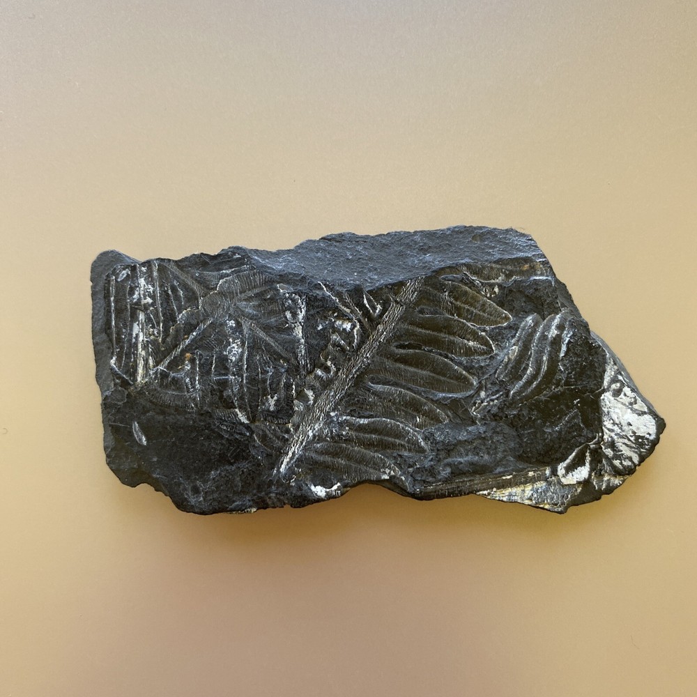 Leaf Fossil Unknown - Pre Owned
