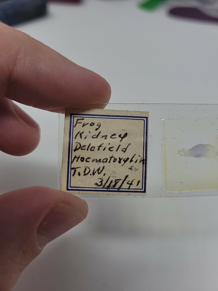 Vintage Microscope Slide 1941