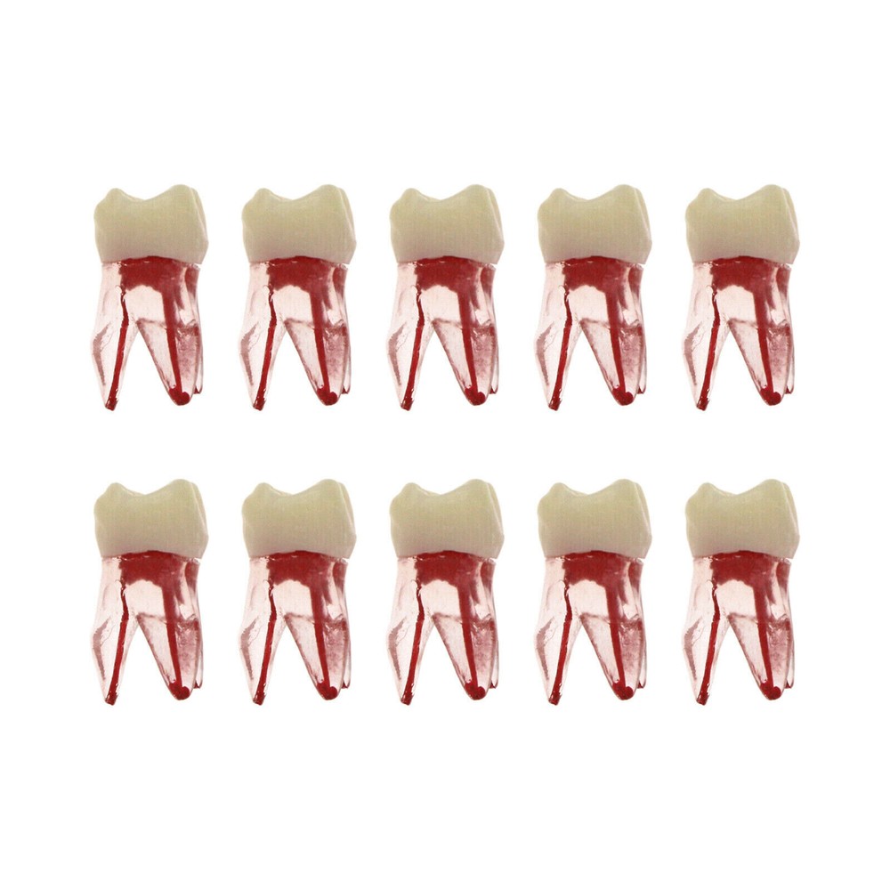 Dental High Quality Endo Root Canal Teeth Model Study RCT Typodont Model #8006