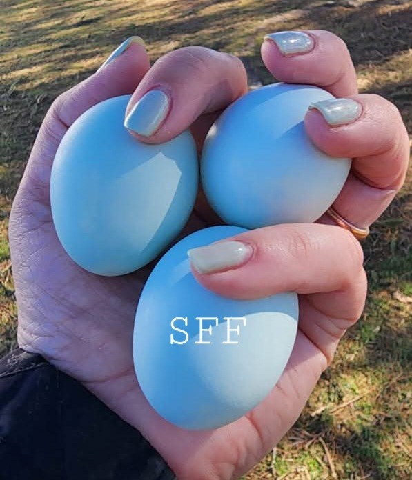 12pk Opal/Cream Legbar Hatching Eggs