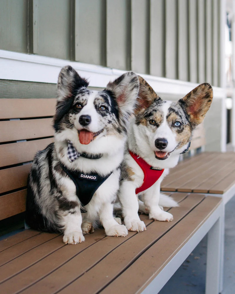NWT Django Adventure Dog Harness