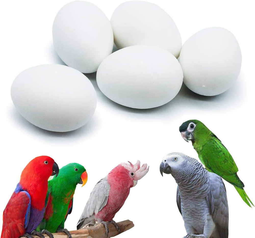 5 Pcs Solid Parrot Plastic Eggs Hatching Eggs Mini Macaw  Cockatoo African Grey