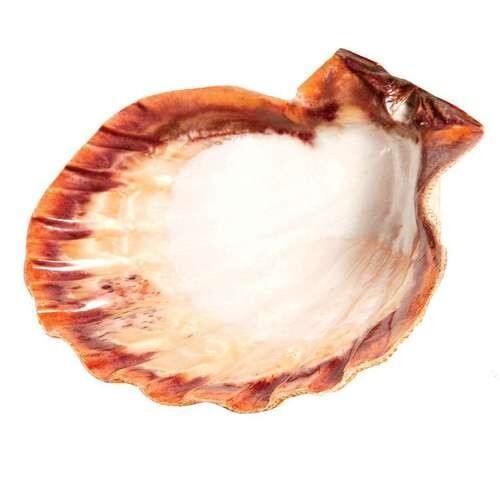 Lion Paw Shell 5 - 6 Inches