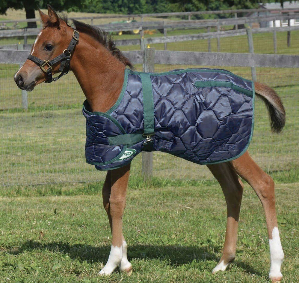 Foal Blanket