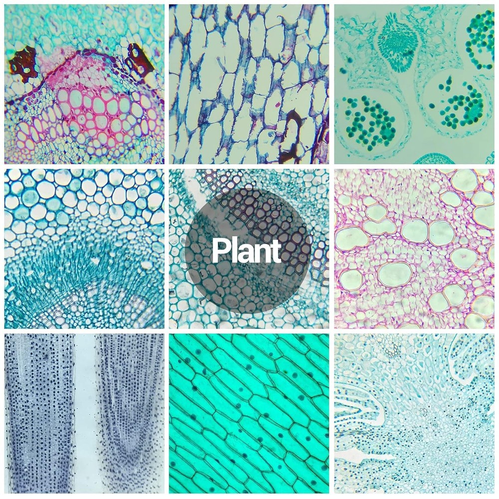 30 Microscope Slides with Specimens for Kids, Prepared Microscope Slides for ...