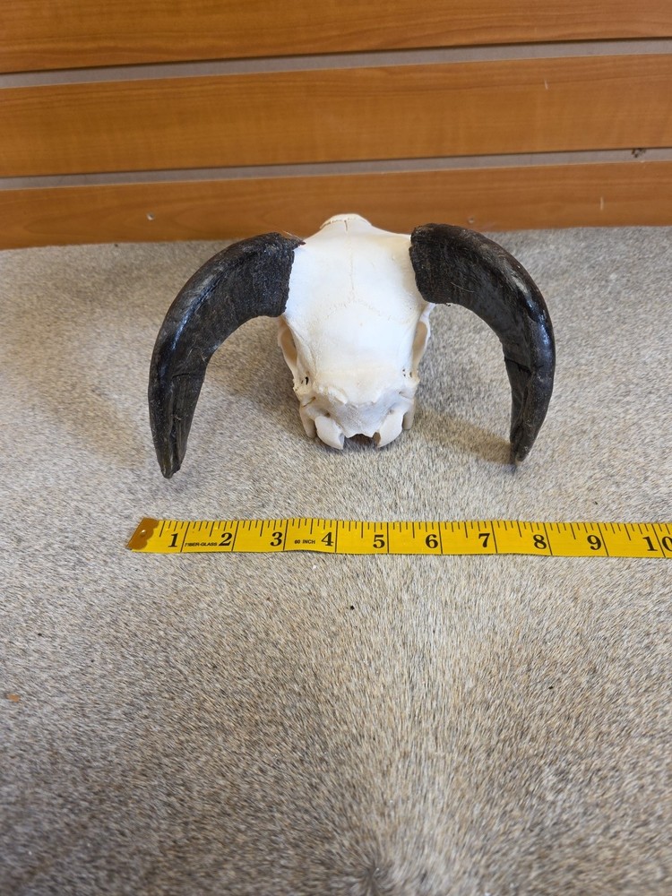 JVBH57 Sheep Ram Skull