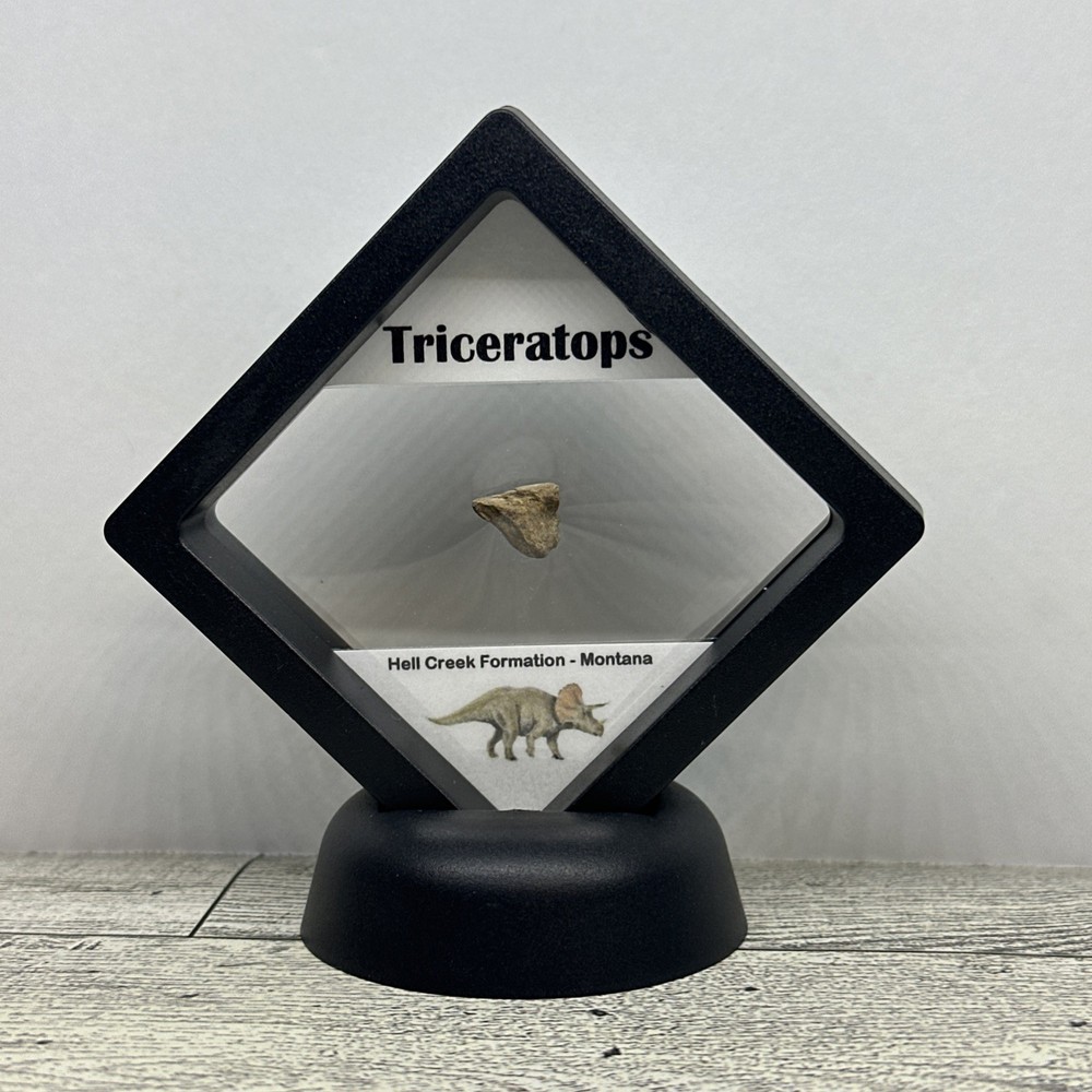 Triceratops Extinct Dinosaur Partial Tooth Fossil in Display Case