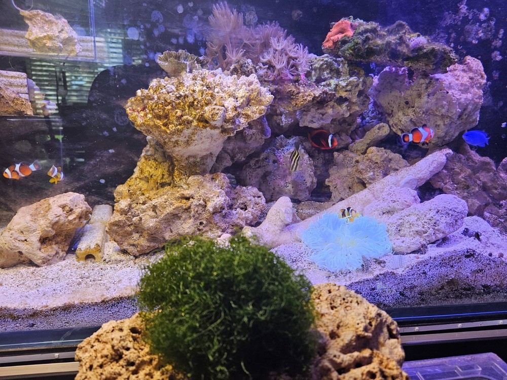 BULK 10 Cup Chaetomorpha Macro Algae Super Chaeto FEDEX 2 Days ! 4