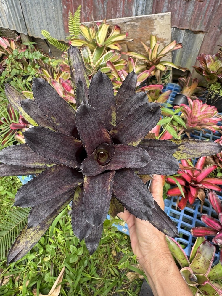 Aechmea ‘Canistrum Triangulare ’ Bromeliad