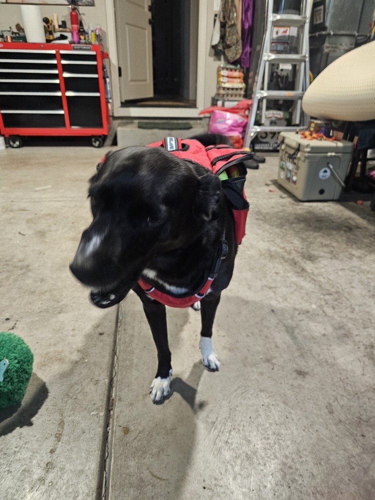 BAYDOG Dog Backpack