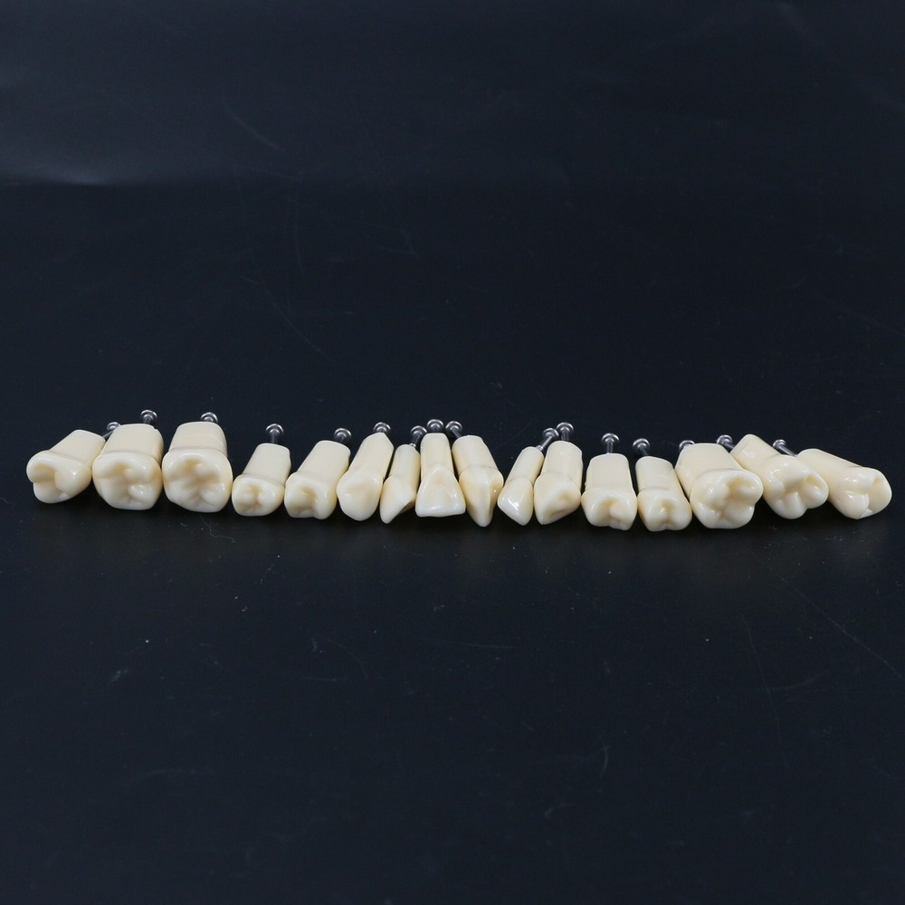 AG3 Type Dental Typodont Replacement 32PCS Screw-in Teeth Model Frasaco M8022