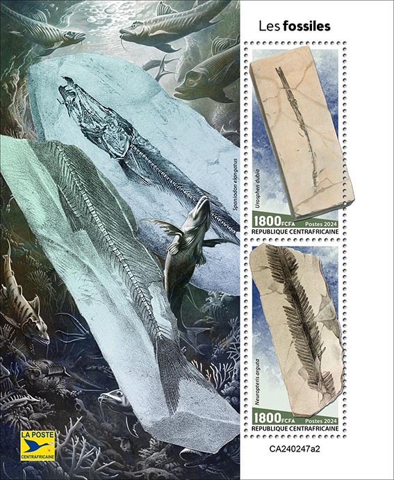 Fossils