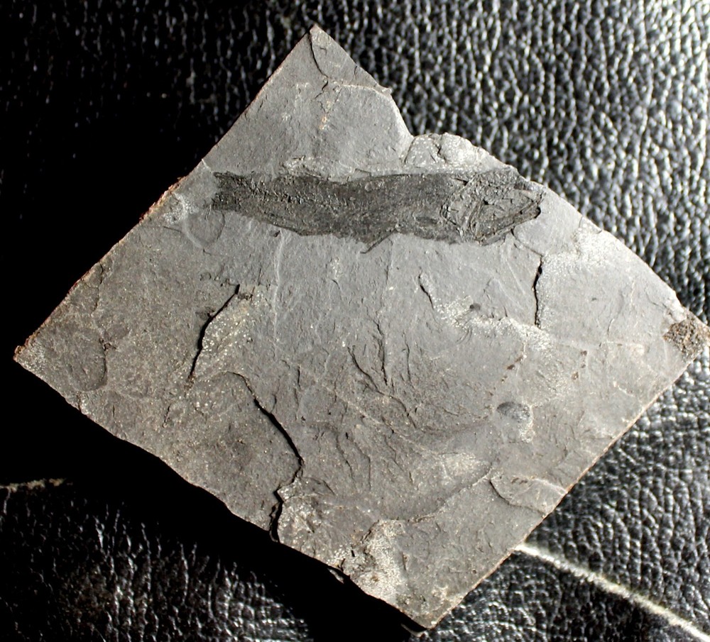 Protomyctophum sp - Nicely preserved fossil fish