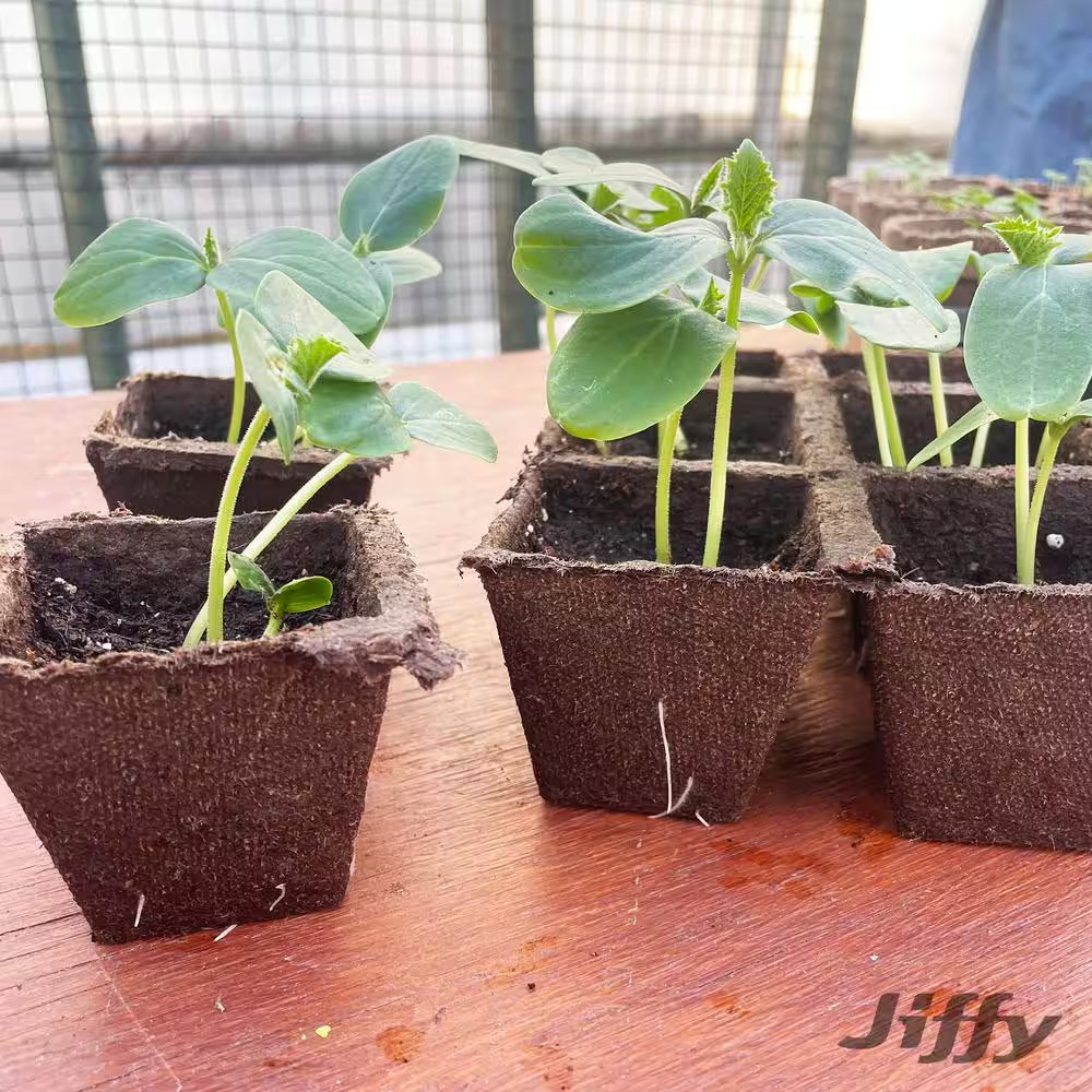 NEW Jiffy Peat Strips Seed Starter Kit 50 Biodegradable Pots Easy Plant Growth