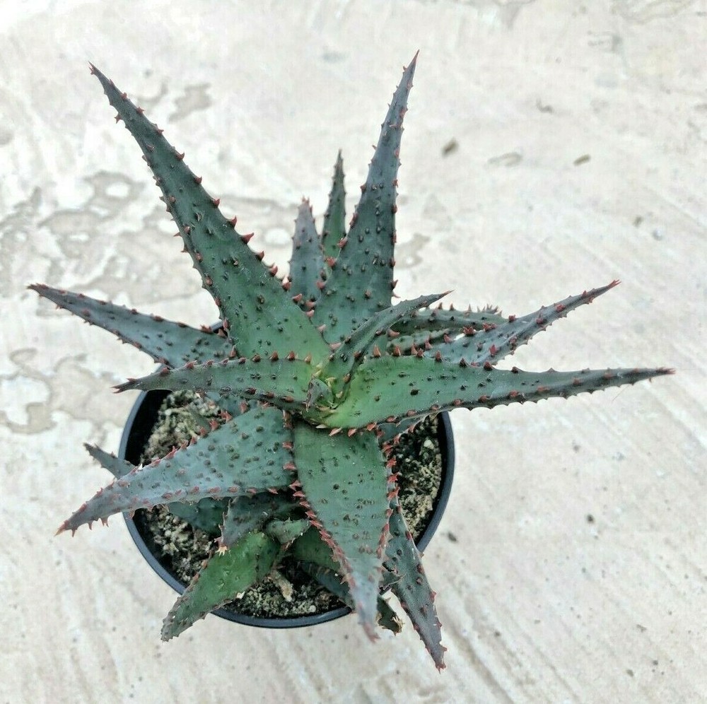 Aloe 'Wildfire' PPAF, Comes in a 3.5" Pot