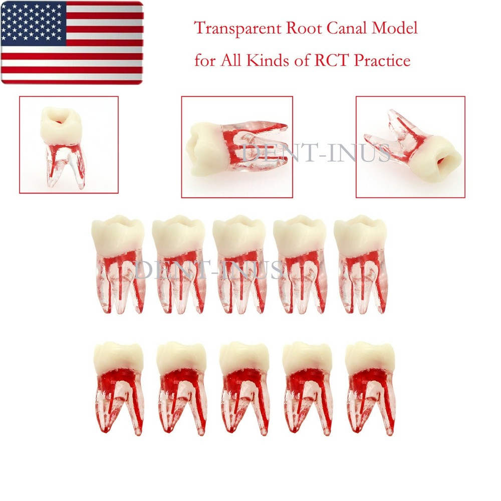 US Dental Endo Molar Root Canal Study Practice Block Pulp Cavity Model RCT/MTA
