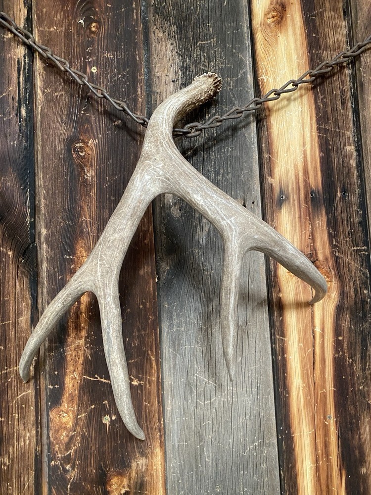 Decor Mule Deer Shed ~ Antler