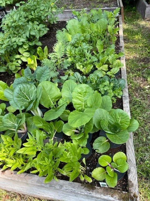 Cabbage Collars - Deters Insects and Slugs - Pack of 20