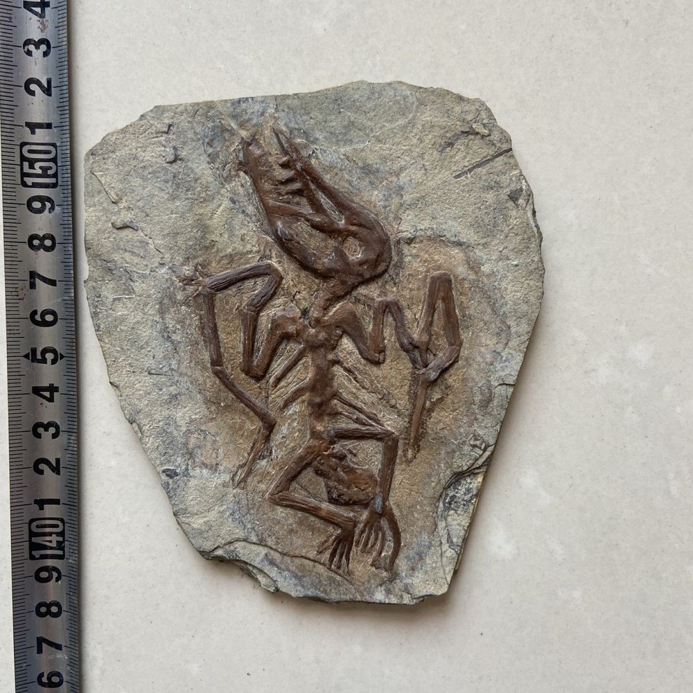 Unique and authentic collection of pterosaur fossils  A01