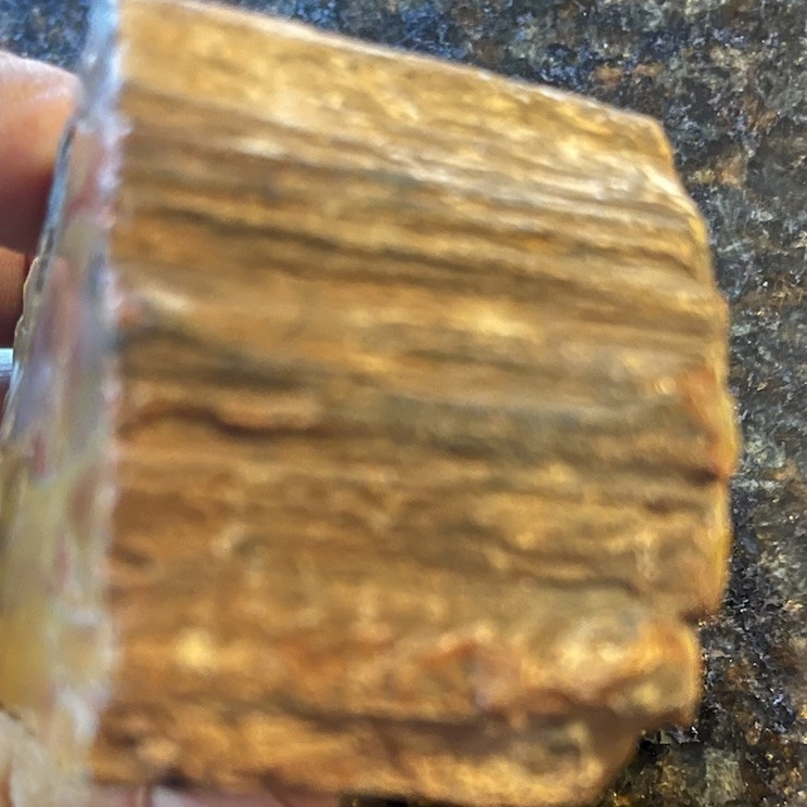 petrified wood rough