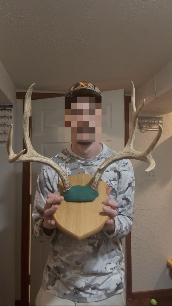 5x3 Kansas Mule Deer! NW KS!