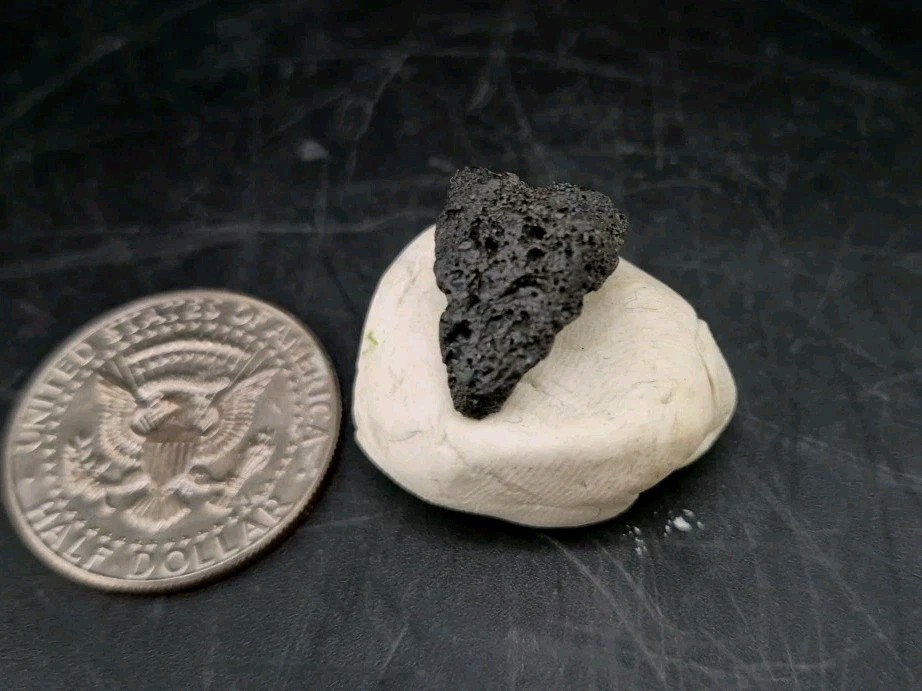 Raptor Talon Fossil Cast Fossil