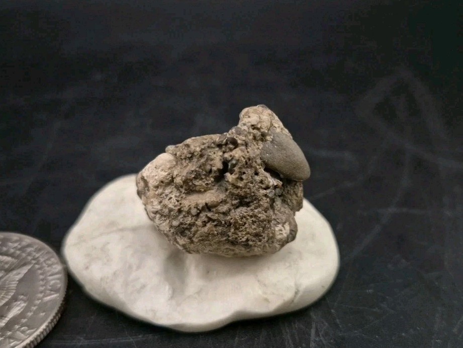Real Fossil Dinosaur Egg Embro Permineralized Uv Reactive