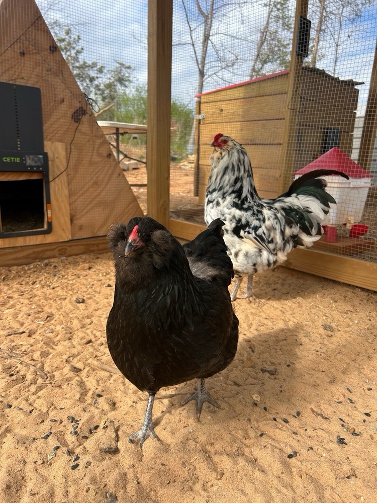 Preorder Of Mixed Dozen Ameraucana Hatching Eggs