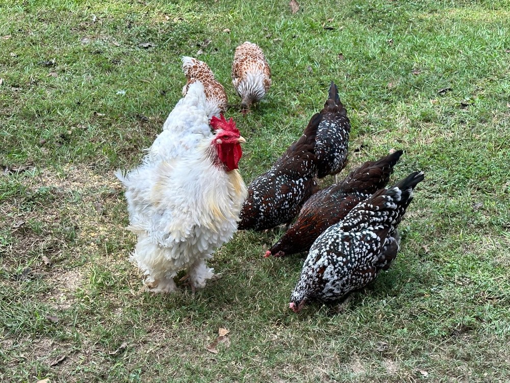 Frizzle BYM Hatching Eggs x12++