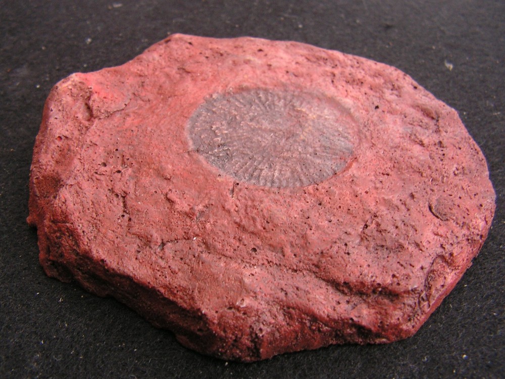 FOSSIL REPLICA  -  Prehistoric Life - Pre-Cambrian Dickinsonia