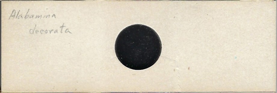 Foraminifera Alabamina decorata Microfossil Microscope Slide
